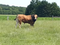 Taureau, Partenaise cattle — photo 5