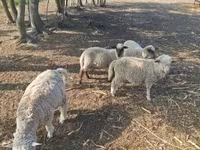 Montone, Pecore — foto 4