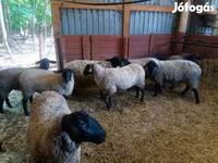Biri-biri betina, White Suffolk sheep — foto 5