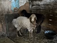 แกะตัวผู้, Rhon sheep — รูปภาพ 3