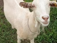 Chèvre, Saanen goat — photo 2
