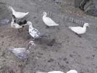 Ducks — foto 2