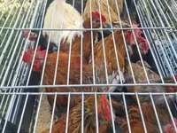 بنتام ژاپنی — عکس 2