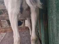 بز ماده, Nubian Goat — عکس 4