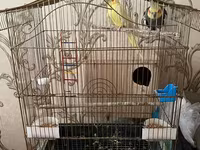 Qefessiz 60anat Nimfa (Cockatiel) cütü Məhsulun tərkibi: - 2 ədəd — сүрөт 4