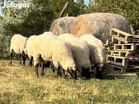 قوچ, Tsigai sheep — عکس 2