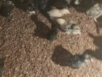 Chickens — zdjęcie 4