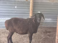 Kambing jantan, Sheep — foto 1