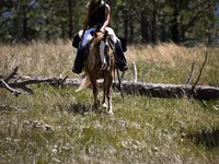Aygʻir, Gypsy horse — 7-rasm