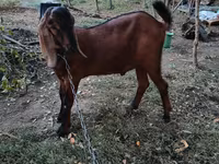 Cabro, Nubian Goat — foto 1