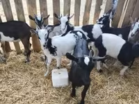 Ziegenbock, Ziegen — Foto 6