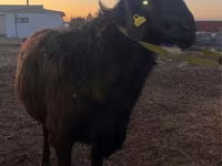 Domba jantan, Hissar sheep — foto 2