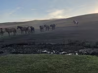 Pastuv, Коњи — fotografija 2