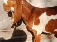 Bock, Getter — foto 1