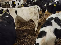 Bull, Holstein breed — photo 4