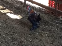 Chickens — foto 1