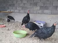 Turkeys — foto 3
