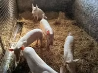 Babi jantan — foto 3