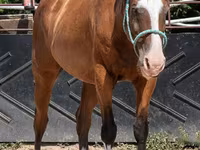 اسب نر, Quarter Horse — عکس 2