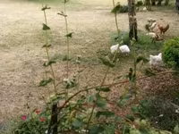 Chickens — Foto 3