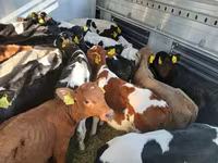 ወንድ በሬ, Cattle — ፎቶ 3