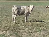Býk, Swiss cattle — foto 4