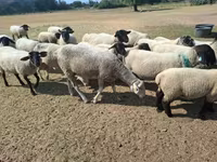 母羊, White Suffolk sheep — 照片 8