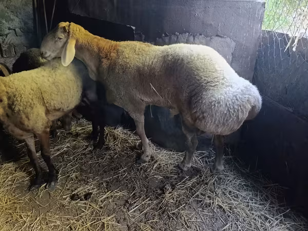 Sheep, Edilbay sheep — Kyrgyzstan