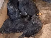 Australorp — foto 1