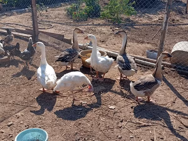 Geese