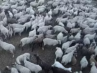میش, Hampshire sheep — عکس 3