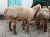 Domba jantan, Sheep — foto 1