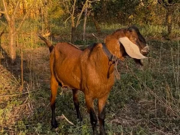 Kozel, Nubian Goat