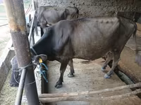 گاو ماده, گاو — عکس 1