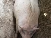 Kanec, Вьетнамская вислобрюхая — foto 5