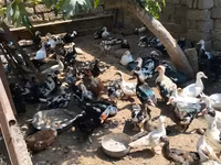 Ducks — عکس 3