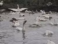 Geese — عکس 1