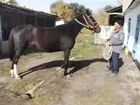 Faras dhaddig, Horses — sawirka 3