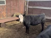 Cattle (batch, sex not specified), Hereford — photo 3