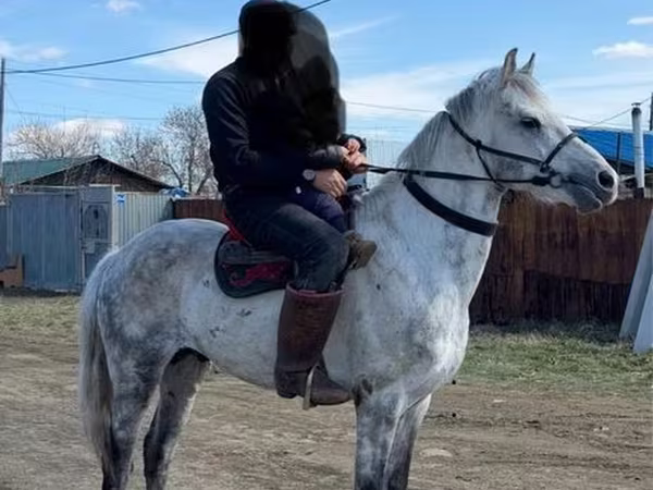 Kůň, Anglo-Arabian