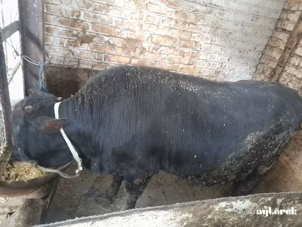 Cattle (batch, sex not specified), Aberdeen-Angus — Turkmenistan