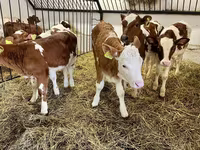 Mucca, Simmental cattle — foto 1