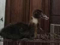 Ducks — foto 1