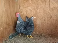 مرغ دانمارکی — عکس 2