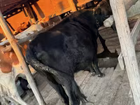 İnek, Latvian Blue cattle — foto 3