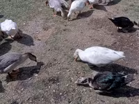 Geese — foto 3