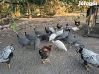 وایندوت — عکس 2