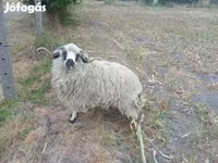 قوچ, Racka sheep — عکس 4