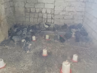 Chickens — الصورة 4