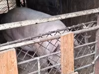 แม่สุกร, หมู — รูปภาพ 2
